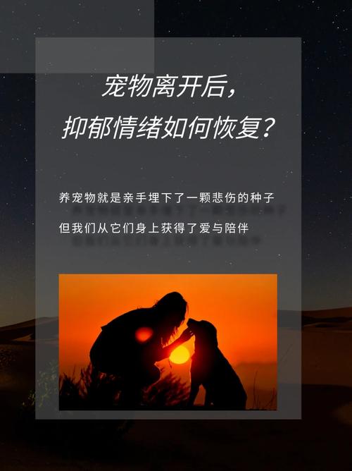 时刻:宠物心情值恢复的多种有效方法详解